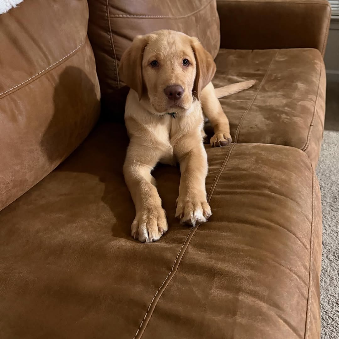 Adorable Labrador puppy